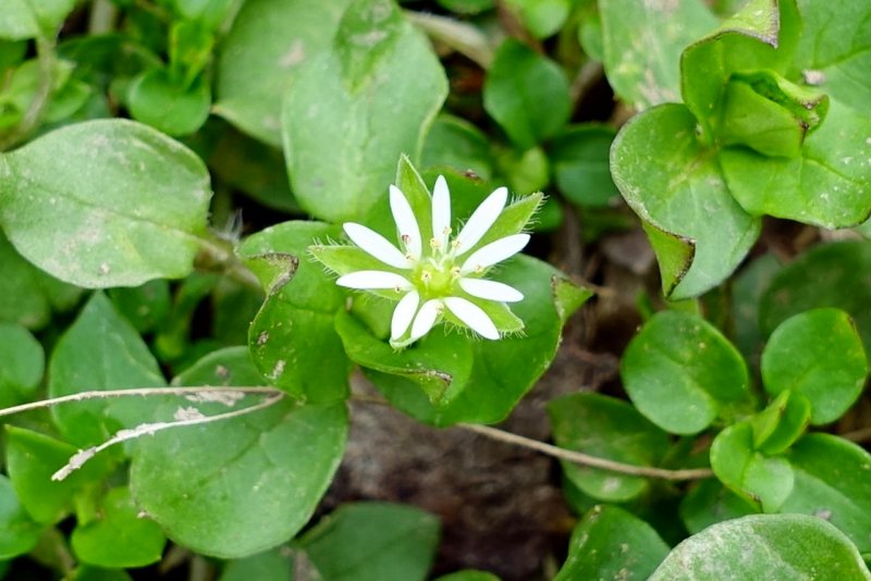 Stellaria holostea