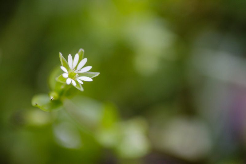 Звездчатка Лесная Stellaria nemorum
