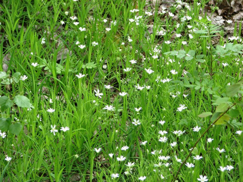 Stellaria Mosquensis