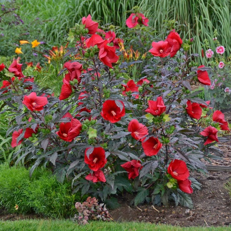 Hibiscus Rosa-sinensis