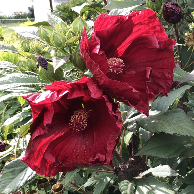 Hardy Hibiscus