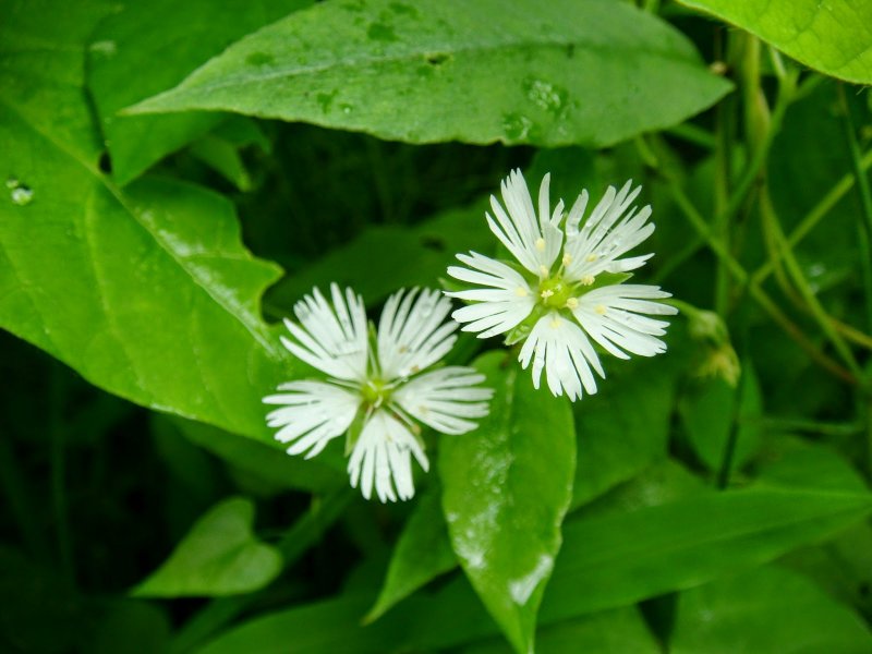 Звездчатка жестколистная Stellaria holostea
