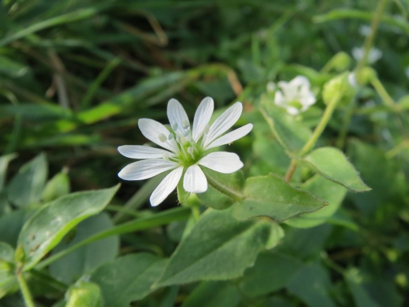 Звездчатка злаковидная - Stellaria graminea