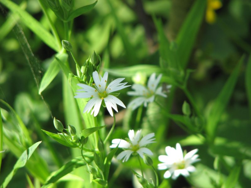 Звездчатка жестколистная Stellaria holostea