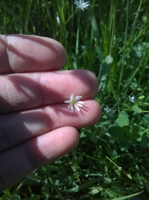 Stellaria graminea