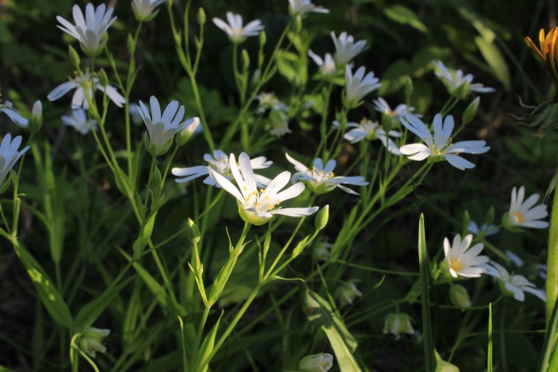 "Stellaria longifolia" соцветие