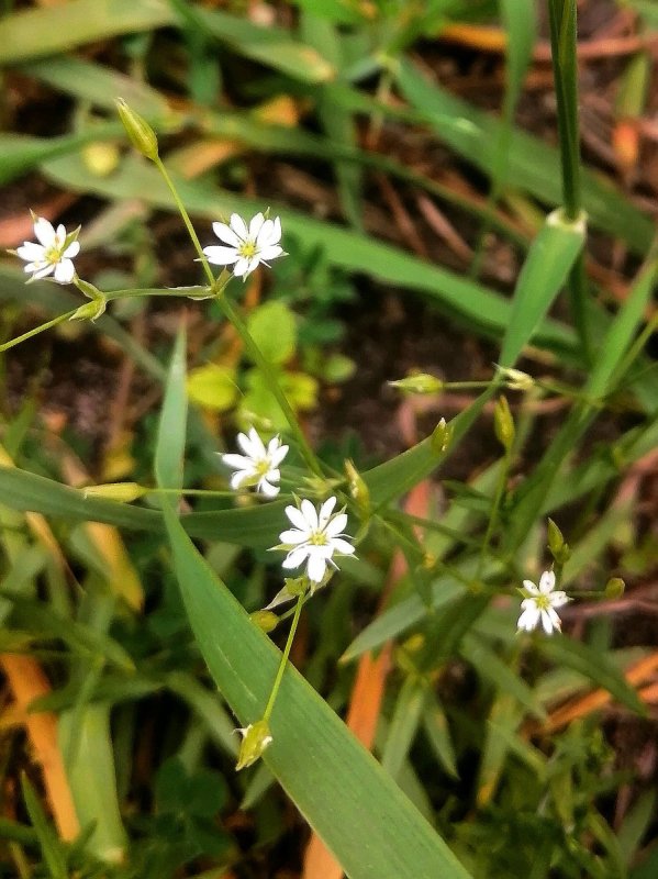 Звездчатка Бунге – Stellaria bungeana