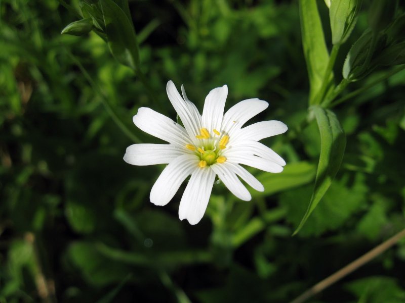 Stellaria crassifolia