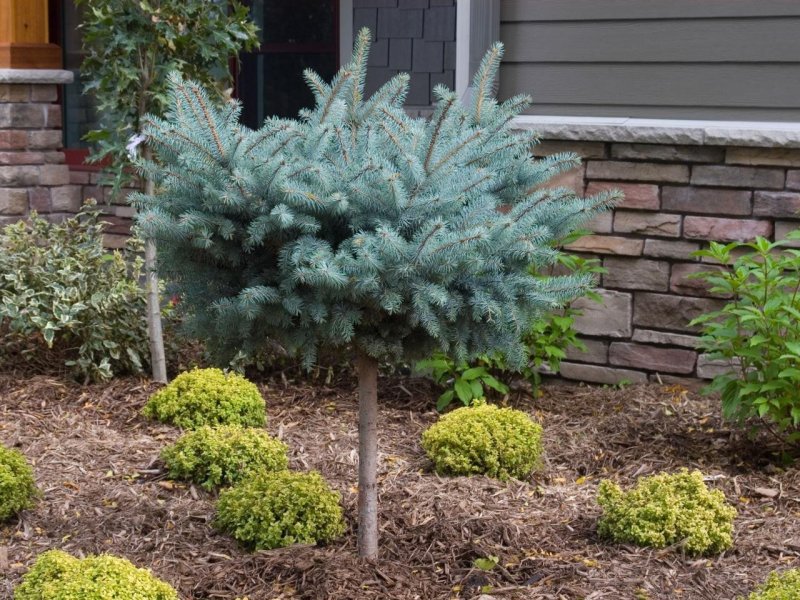 Picea pungens glauca Colorado