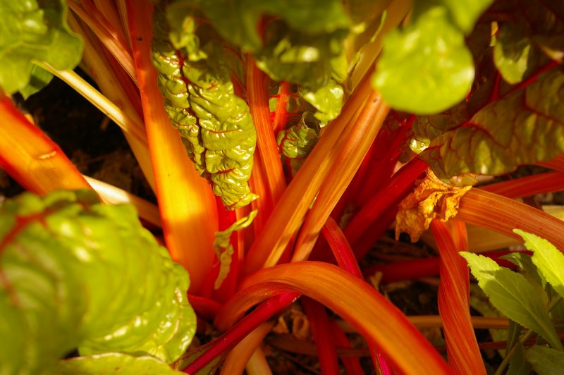The Restless Garden