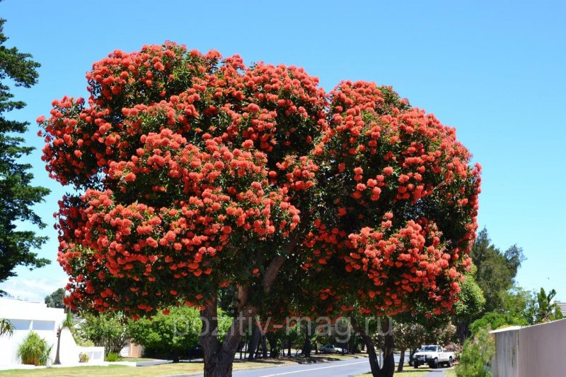 Земляничное дерево (Arbutus unedo compacta) p9