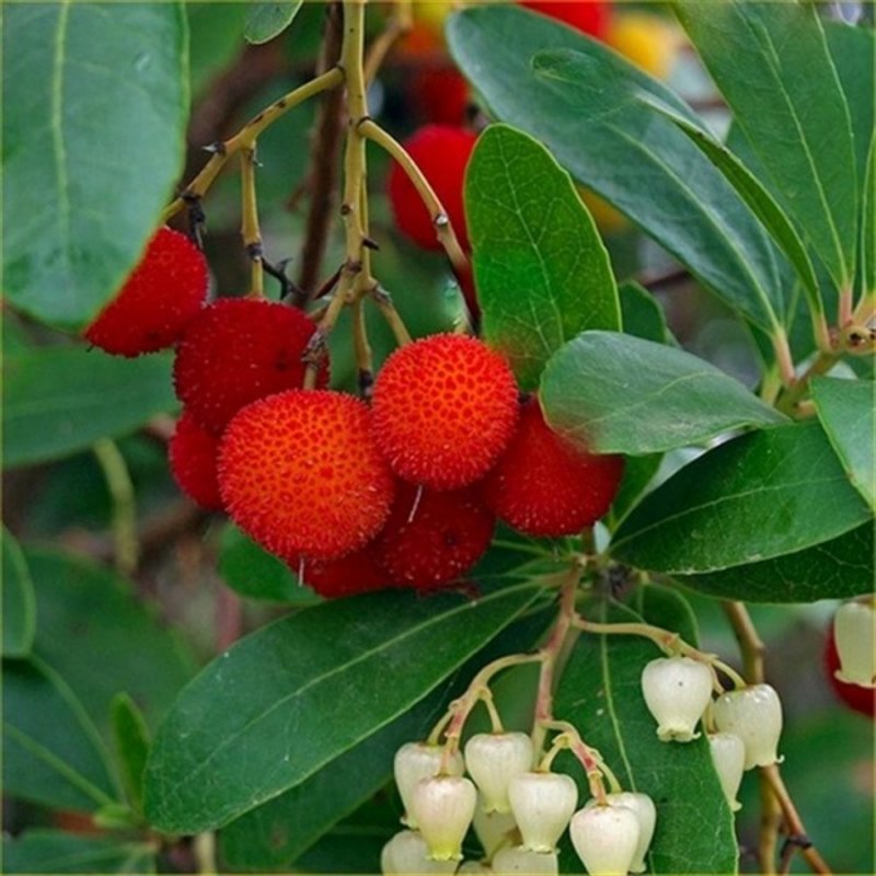 Arbutus andrachne