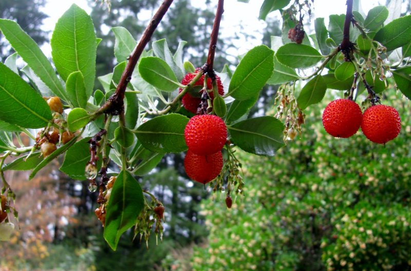 Земляничное дерево (Arbutus)