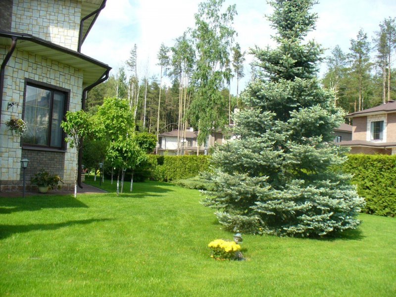 Хвойники можжевельники многолетники