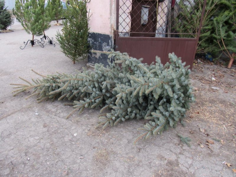 Хвойная клумба с туями Смарагд