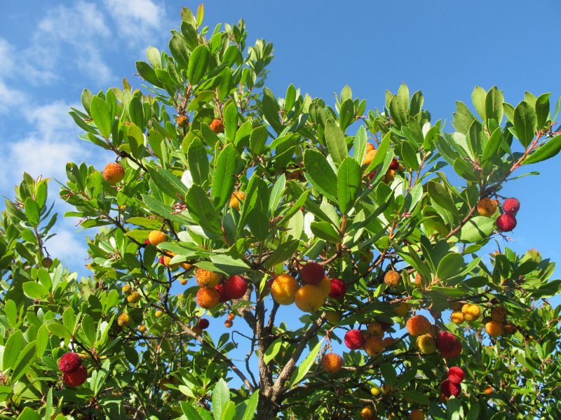 Arbutus andrachne