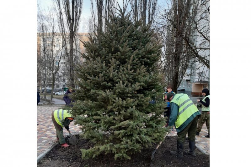 Голубая ель в лесу Рязанская область