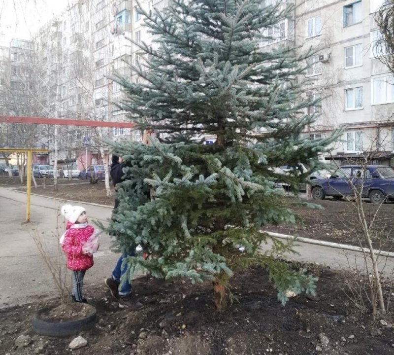Можжевельник казацкий в миксбордере
