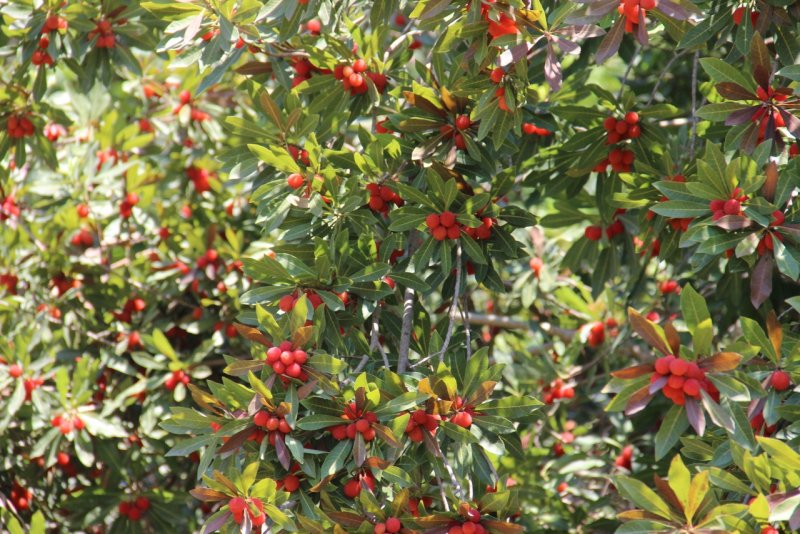 Земляничное дерево красное Arbutus andrachne