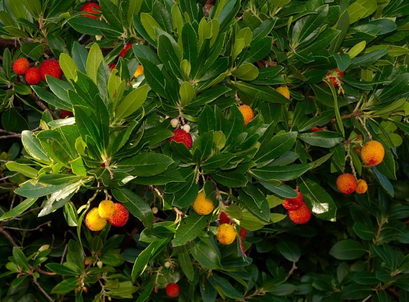 Земляничное дерево (Arbutus unedo)