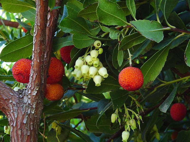 Арбутус, Земляничное дерево (Arbutus