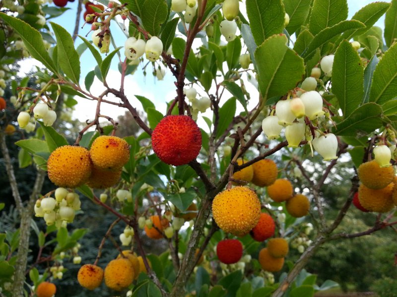 Арбутус, Земляничное дерево (Arbutus