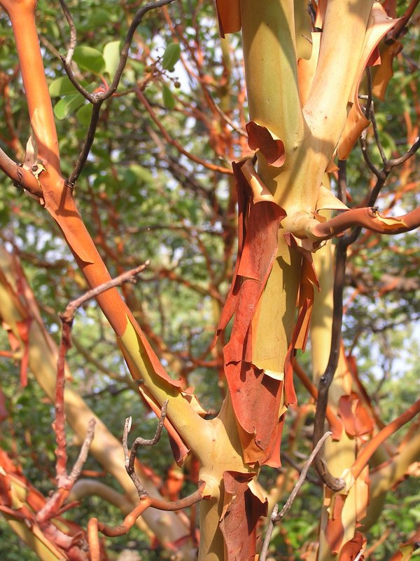 Земляничное дерево (Arbutus unedo compacta) p9