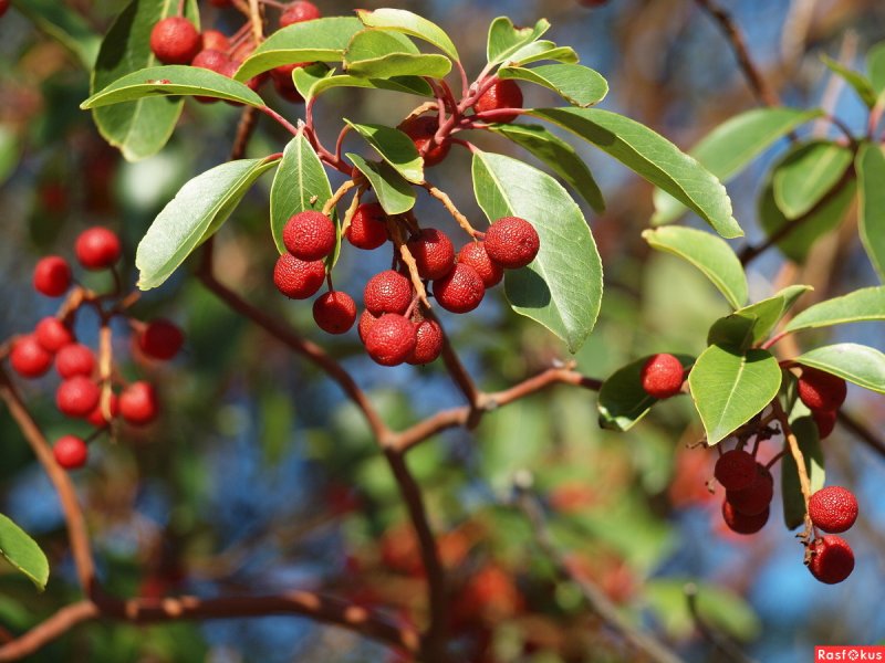 Земляничник мелкоплодный (Arbutus andrachne)