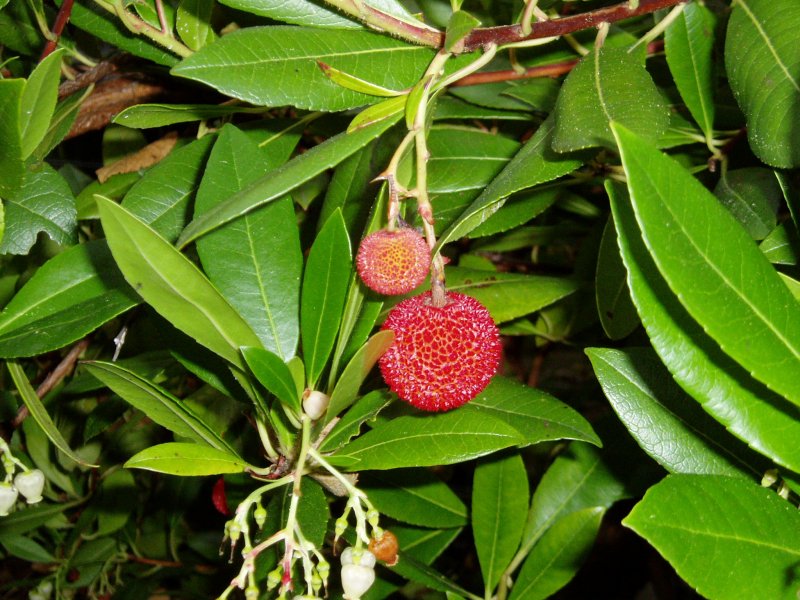 Arbutus unedo или Земляничное дерево