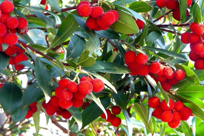 Арбутус, Земляничное дерево (Arbutus