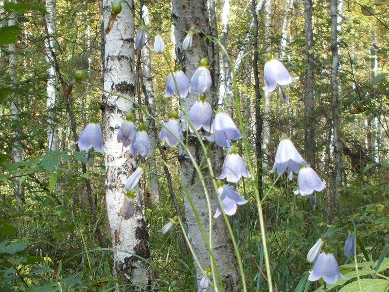 Бубенчик Якутский