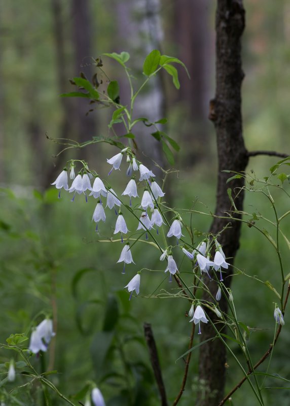 Adenophora lilifolia