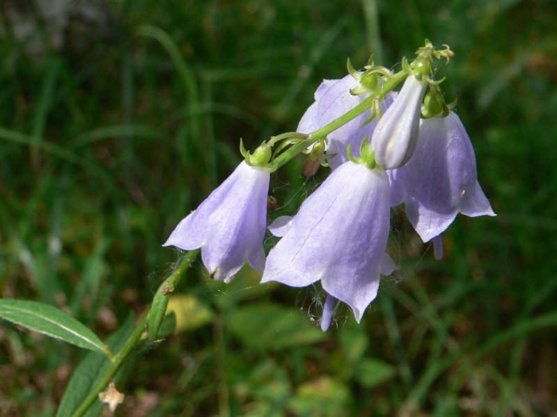 Бубенчик (Adenophora)
