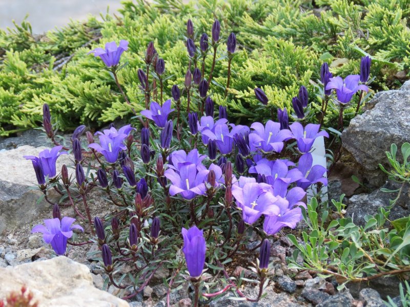 Campanula ardonensis