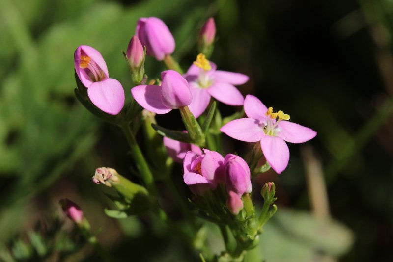 Centaury золототысячник