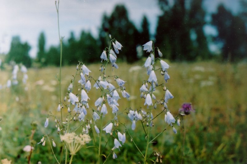 Бубенчик (Adenophora)