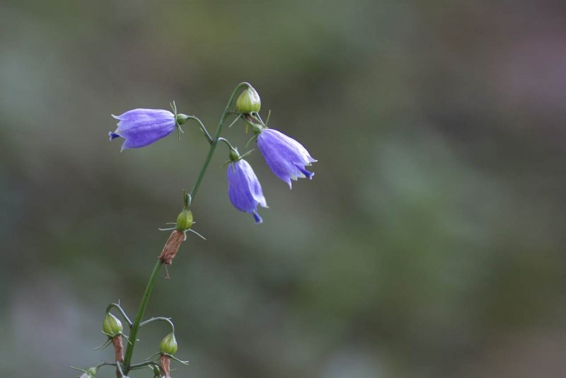 Колокольчик Campanula / Adenophora Gaudi Violet