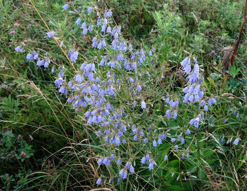Adenophora triphylla
