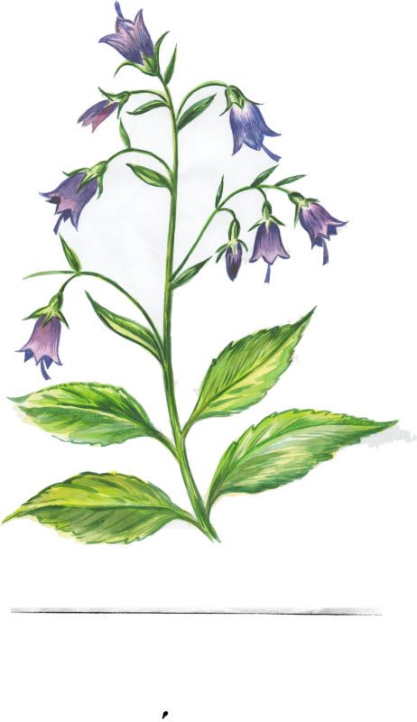 Adenophora liliifolia zvonovec liliolistý
