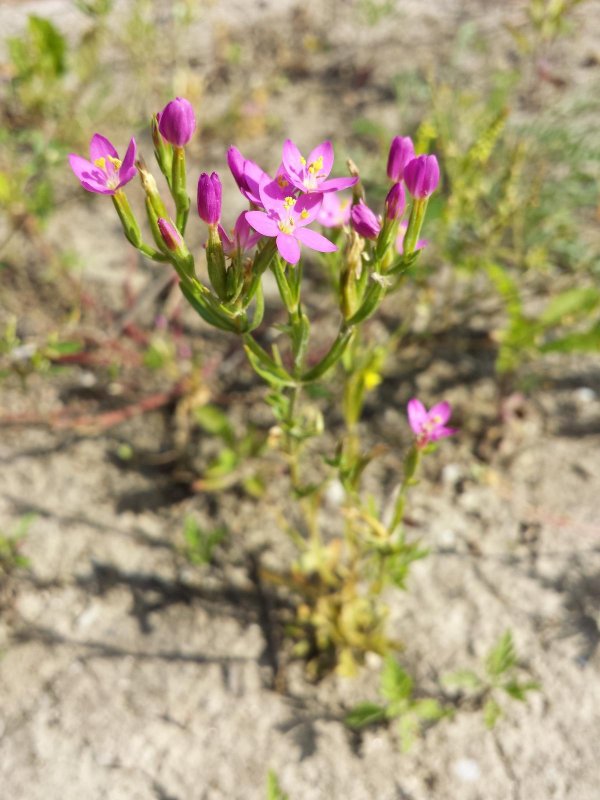 Centaury золототысячник