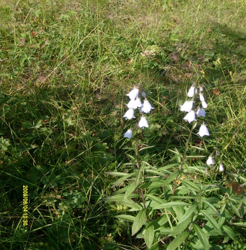 Бубенчик лилиелистный (Adenophora lilifolia)
