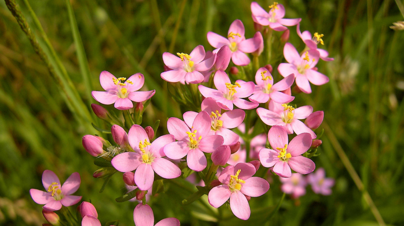 Centaury золототысячник