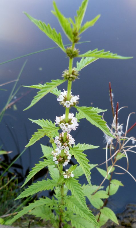 Зюзник Европейский (Lycopus europaeus)