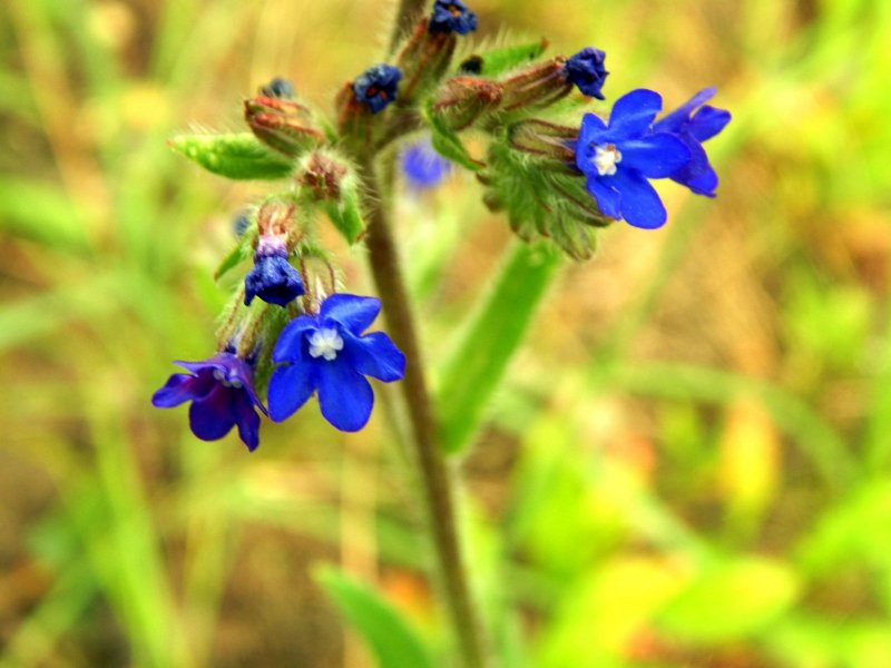 Воловик (Anchusa Dropmore)
