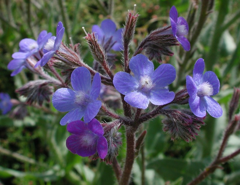 Anchusa azurea 'Dropmore'