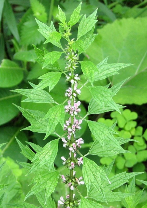 Пустырник сердечный (Leonurus cardiaca)