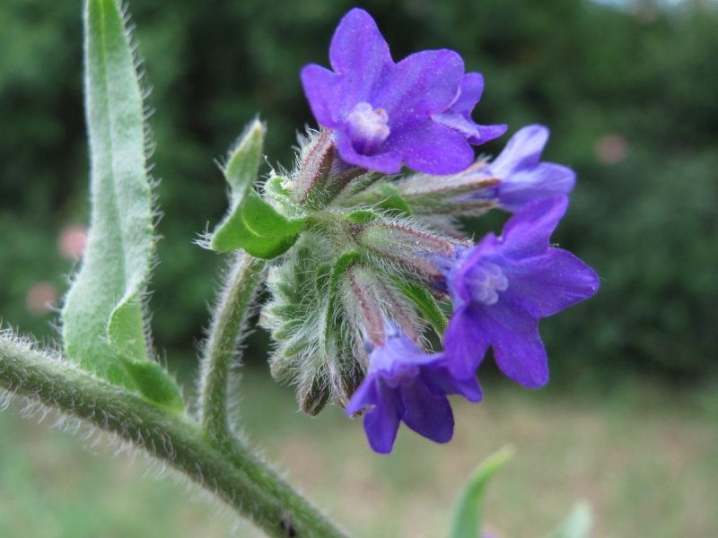 Воловик лекарственный (Anchusa officinalis l.)