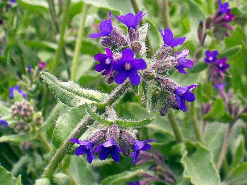 Анхуза, Воловик (Anchusa) растение цветок