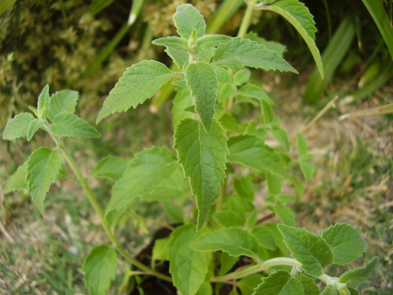 Minthostachys mollis