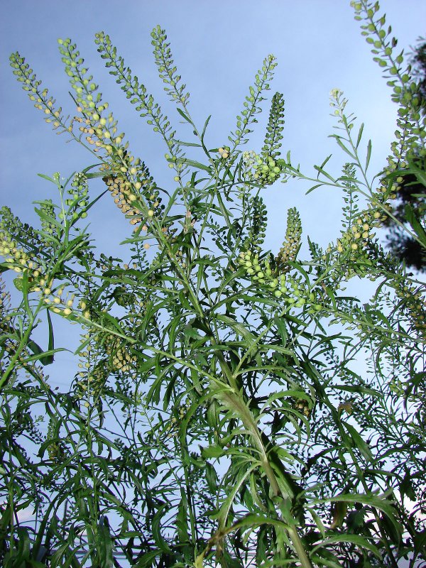 Lepidium virginicum